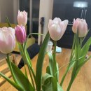 봉구스 밥버거 한림대점 이미지