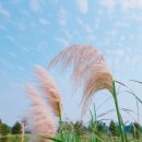팜파스 이미지