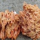 싸리목장 이미지