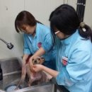 사랑애완동물병원 네이버블로그
