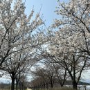 [강릉경포벚꽃개화현황] 2024 강릉 경포 벚꽃축제 주차꿀팁 일정 먹거리 체험
