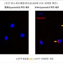 엔솔 이데일리