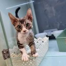 대전고양이분양 비비냥 이미지