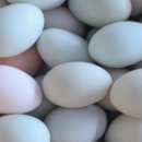 강원도 청계 농장 이미지