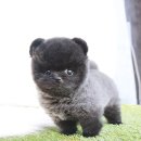 도도애견샵 이미지