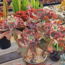 퍼스트 레이드 이미지