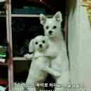 같이