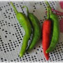 대송면 홍계숲 이미지