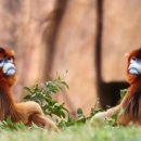 아미산파크 | 상하이 와일드 애니멀 파크 티켓 84 할인 실화냐 엘로라의 행복한 동물원 나들이 데이트 코스 추천