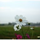 콩스몽스 이미지