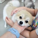댕댕이 카페 | 주안애견카페 애견호텔 가능한 댕댕이카페 후기