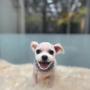 백평애견 미용실 | 백평애견미용실 말티 구름이