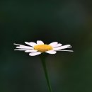 회춘한의원 | 거북목과의 전쟁 드디어 최애 스팟 찾았지 말입니다!