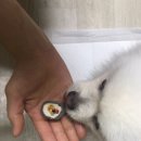 깜미슈퍼 이미지