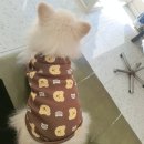 하음 동물병원 네이버블로그