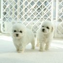 몽프리제 이미지