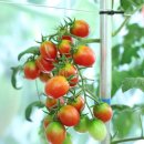 태기산막국수 이미지