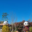 서구 드림파크(국화 축제/25. 11. 01.) 이미지