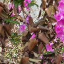 봉산 보건진료소 이미지