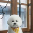 아모르디 이미지