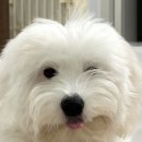 [고봉템 Review] 펫보험ㅣDB펫블리 내 돈 내산 가입 후기