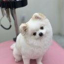 댕댕쌀롱 이미지