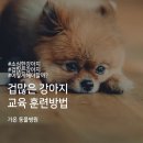 가온동물병원 네이버블로그