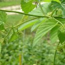 남성호프 이미지