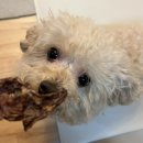 멍마고우 | 반려견수제간식 멍마고우 캥거루갈비 기호성