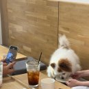 CU안양삼덕점 | [안양] 애견 동반 데이트하기 좋은 카페 &#34;폼폼카페&#34;