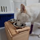 크라운 동물병원 | 강아지이빨크라운 서울경기 동물병원 가격비교