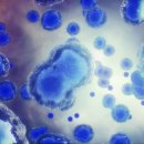 가메조네 이미지