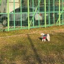 다솜애견미용실 | [2025]12 애개육아 육동강아지 최고