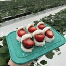 동남농장 인공수정소 | 천안 딸기농장 체험, &#34;베리월드&#34; 천안 놀 거리 아이와 가볼 만한 곳