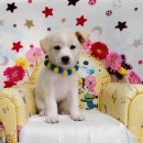 사파동225 이미지