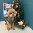 홀리몰리살롱 이미지