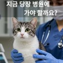 가야종합동물병원 이미지