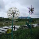 .............◈인천 계양 아라온 3천만 송이 가을꽃 축제 이미지