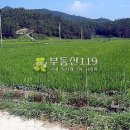 상곡리농장 Daum카페