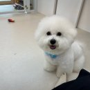 오마이독(oh my dog) 이미지