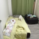 지그천사