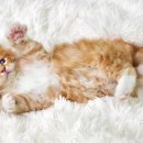 프라임시티부동산공인중개사사무소 이미지