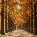 남이섬강변리조트(주) | 💒 남이섬 메타세쿼이아길, 웨딩촬영 성지로 떠오른 로맨틱 명소 완벽 가이드