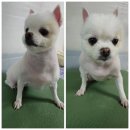 왔냥 또오개 네이버블로그