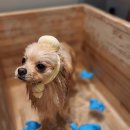 블루멍 펫 테라피 이미지