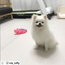체리드니