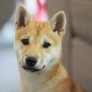 정 동물병원 이미지