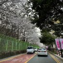 여좌천 | 진해 군항제 여좌천 먹거리 놀거리 야무지게 즐긴 후기 (야시장/캐리커쳐/벚꽃 개화)