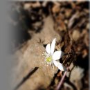 매년 찾아가는 천성산의 3월 봄꽃들 이미지