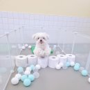 댕댕큘럼 이미지